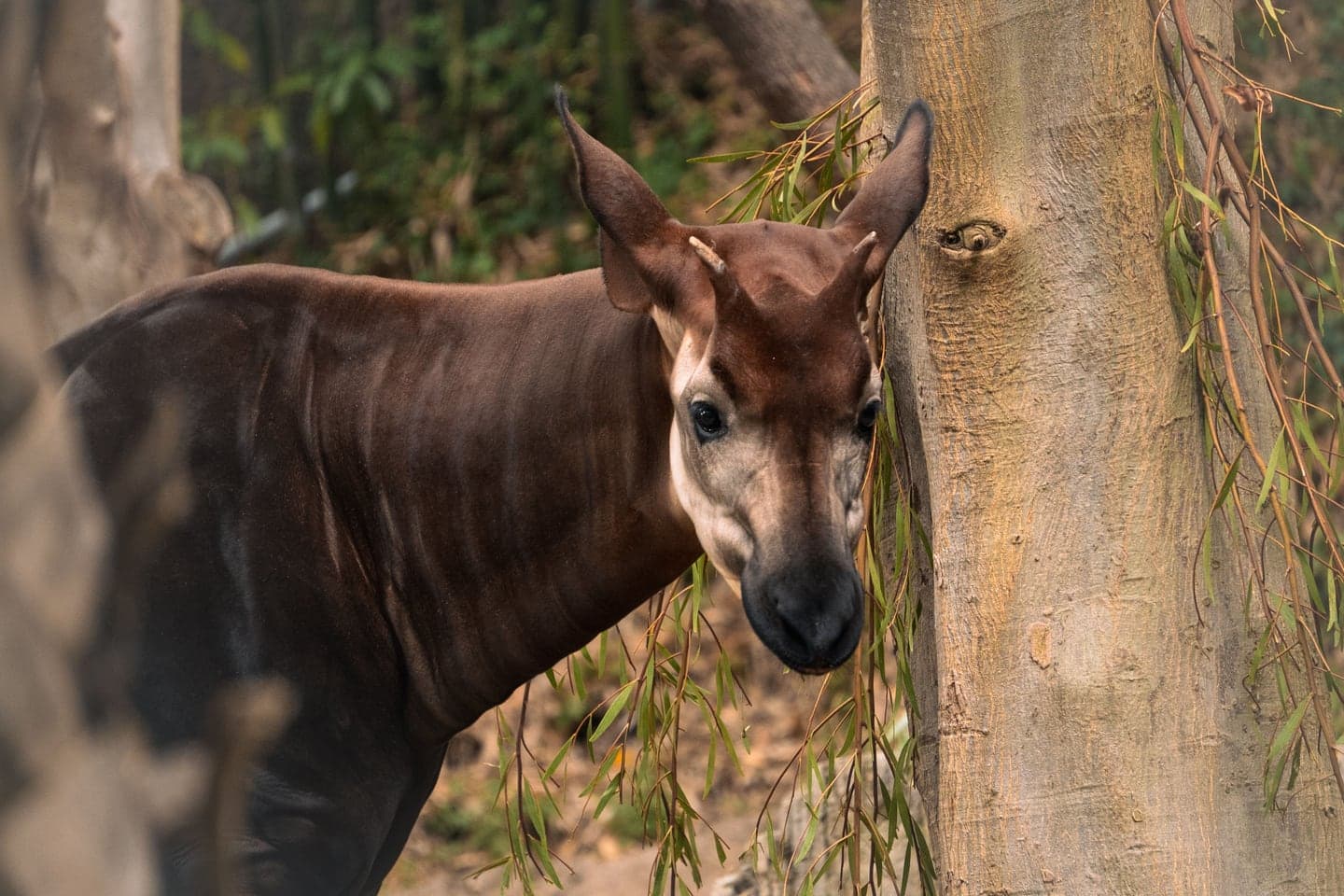 San Diego Zoo