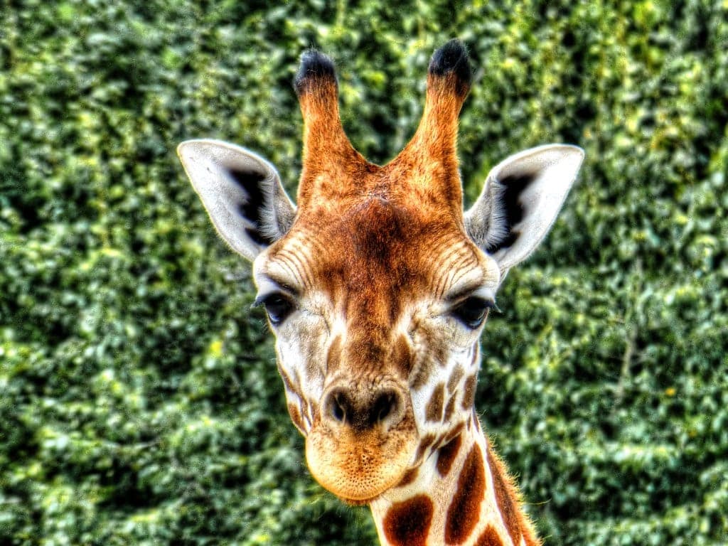Prague Zoo