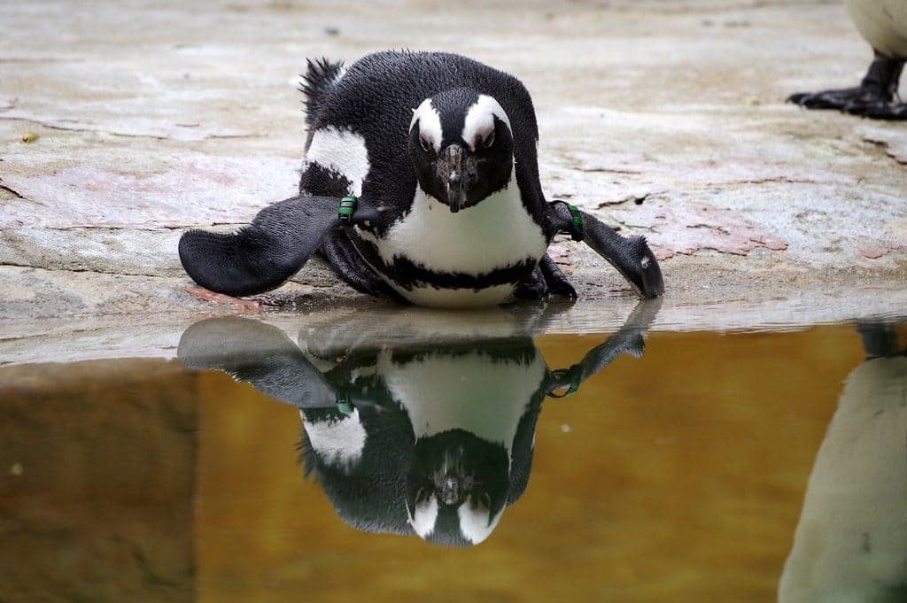 Jardim Zoologico
